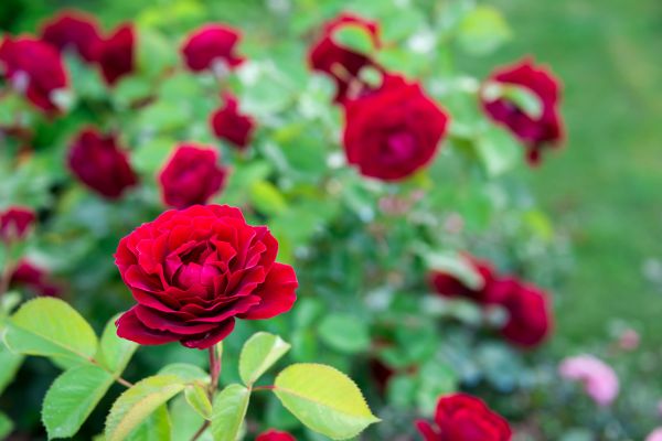 Rose Planting in Brownsville