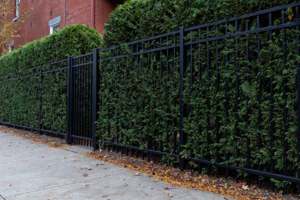Privacy Hedge Installation in Brownsville