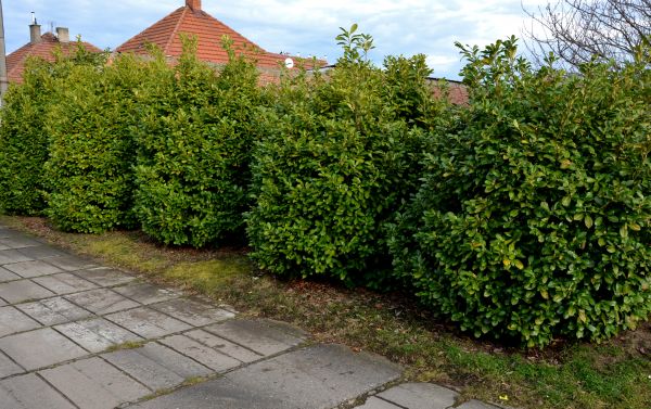 Privacy Shrub Installation in Brownsville
