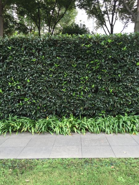 Privacy Shrub Planting in Brownsville