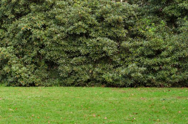 Privacy Hedge Planting in Brownsville