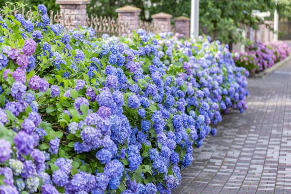 Hydrangea Landscaping in Brownsville