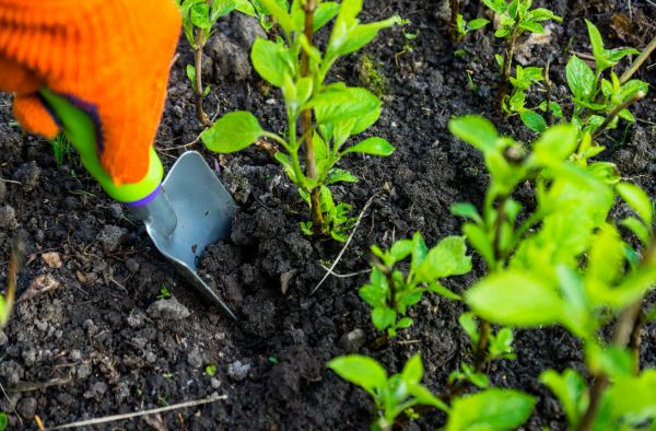 Hydrangea Planting in Brownsville