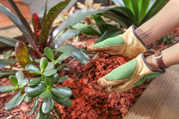 Cedar Mulch Installation in Brownsville