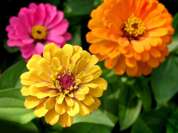 Zinnia Planting in Brownsville