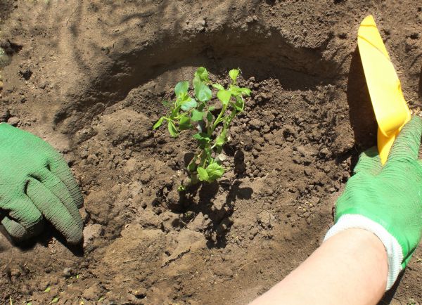 Rose Bush Planting in Brownsville