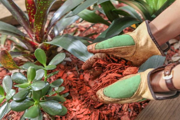 Residential Mulching in Brownsville