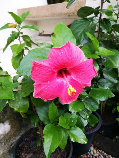 Hibiscus Planting in Brownsville