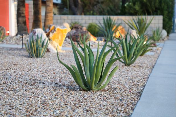Drought Resistant Landscaping in Brownsville