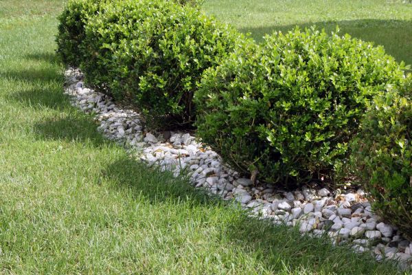 Boxwood Planting in Brownsville