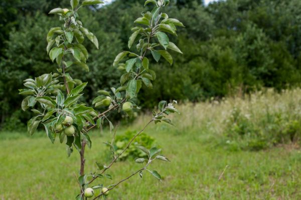 Apple Tree Planting in Brownsville