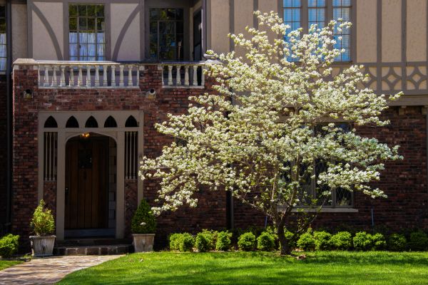 Dogwood Tree Planting in Brownsville